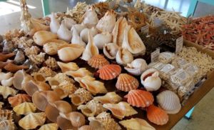 Different types of sea shells on display for sale.